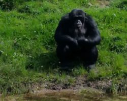 Schimpanse Pitti im Serengetipark Hodenhagen