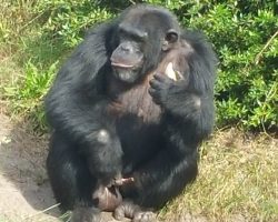 Schimpanse Pitti im Serengetipark Hodenhagen