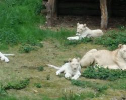 Die Löwenbabys Merlin, Frodo und Gimli im Serengetipark Hodenhagen